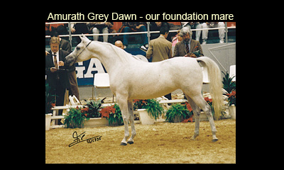 Amurath Grey Dawn 1996 in Paris